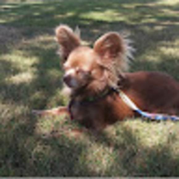 Meet your Posher, Willow - Picture 1 of 1